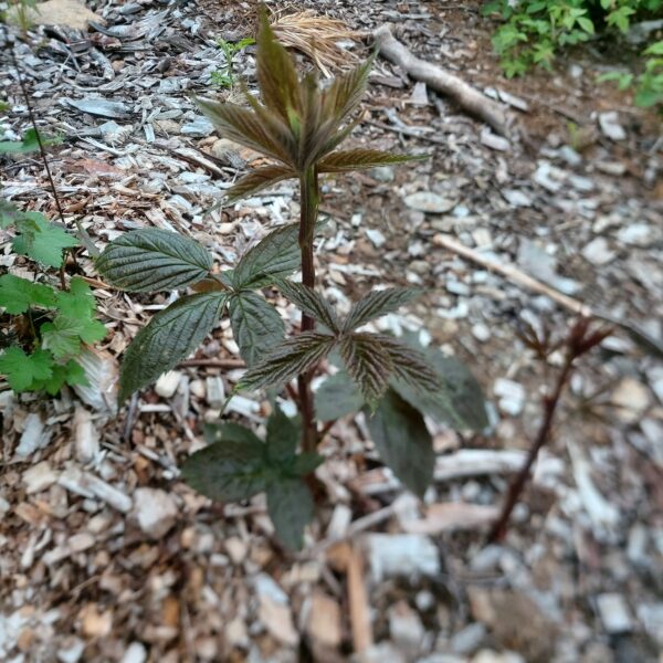 Blackberry -Native & Cultivated