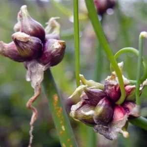 Walking Onion Bulbils - Perennial Onions