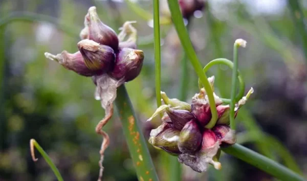 Walking Onion Bulbils - Perennial Onions