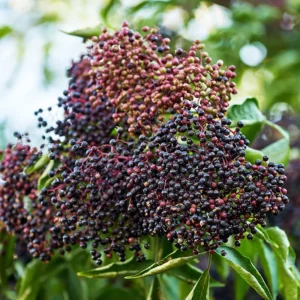 Elderberry